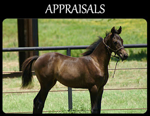 Equine Appraisals